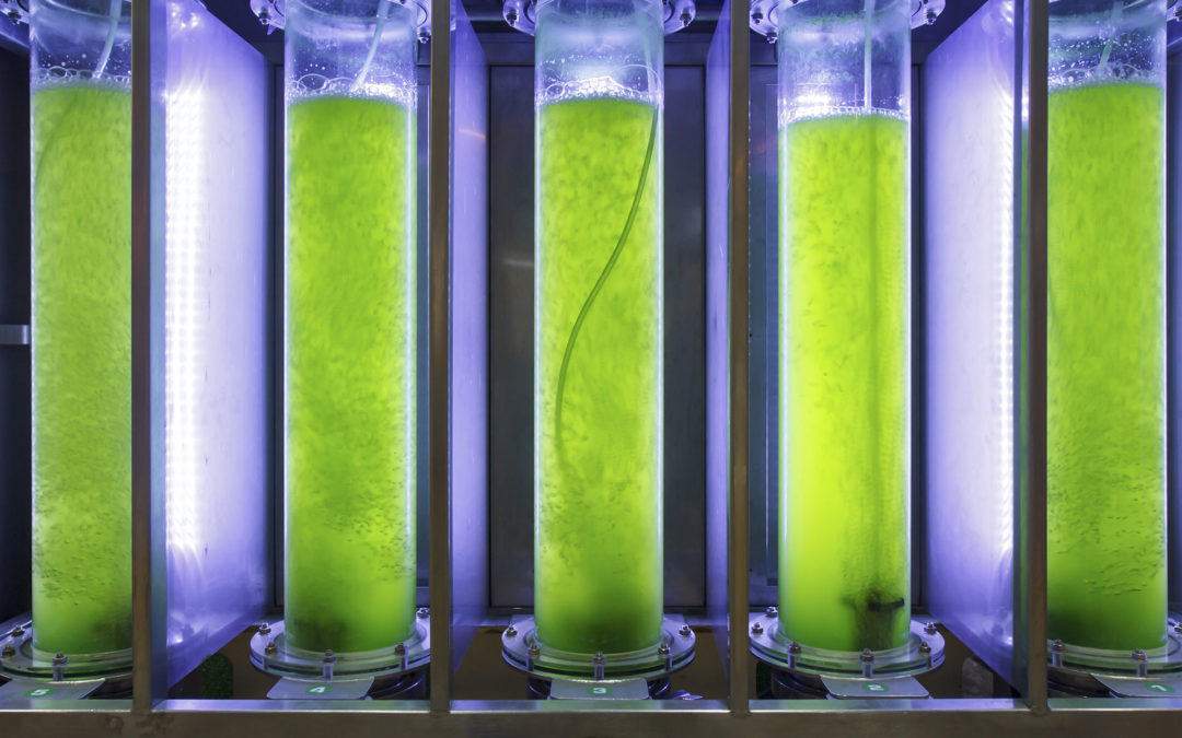 five large canisters of neon green algae growth. the lights above make the surrounding enclosure appear neon purple.